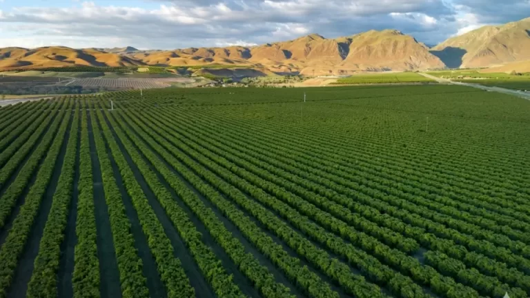 Organic Soil Amendment